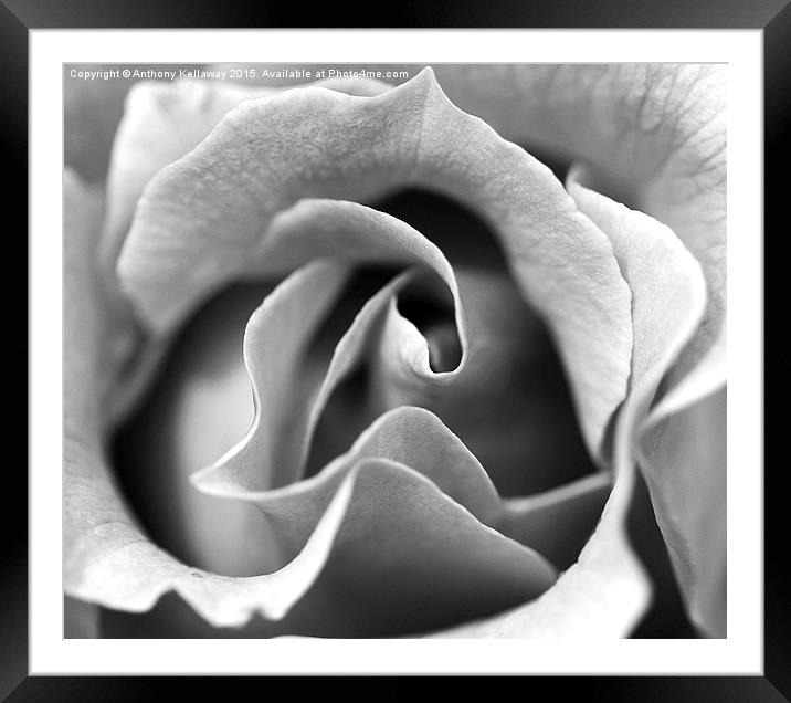  ROSE MACRO BLACK AND WHITE Framed Mounted Print by Anthony Kellaway