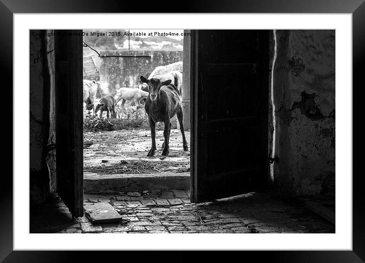 Goat on the door Framed Mounted Print by Vicente De Miguel