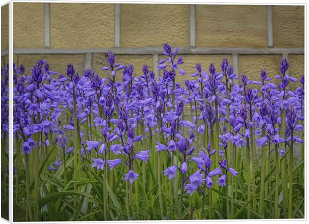  Bluebells Canvas Print by Mike Dickinson