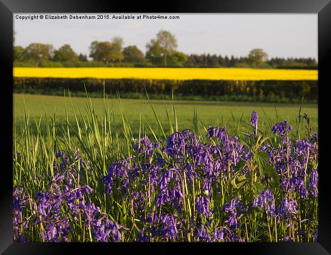 Bluebells and Yellow fields in May Framed Print by Elizabeth Debenham