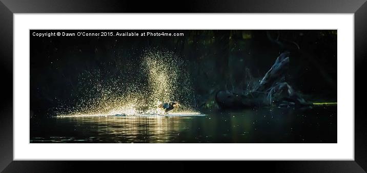  A Duck Landing on a Lake Framed Mounted Print by Dawn O'Connor
