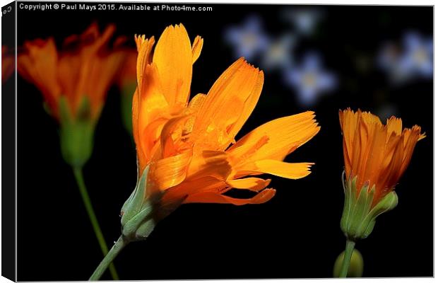 Tiny Oange Wild Bloom Canvas Print by Paul Mays