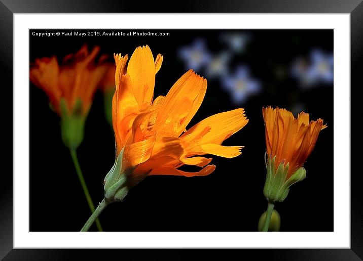 Tiny Oange Wild Bloom Framed Mounted Print by Paul Mays