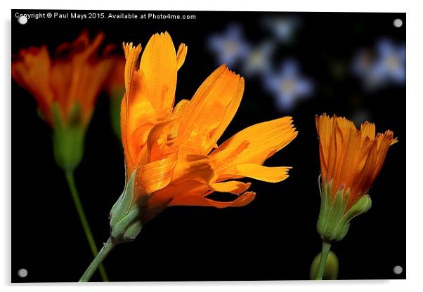 Tiny Oange Wild Bloom Acrylic by Paul Mays