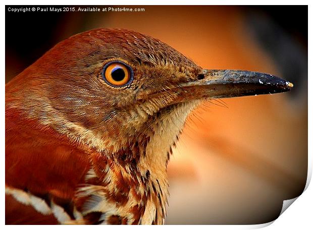 Brown Thrasher Print by Paul Mays