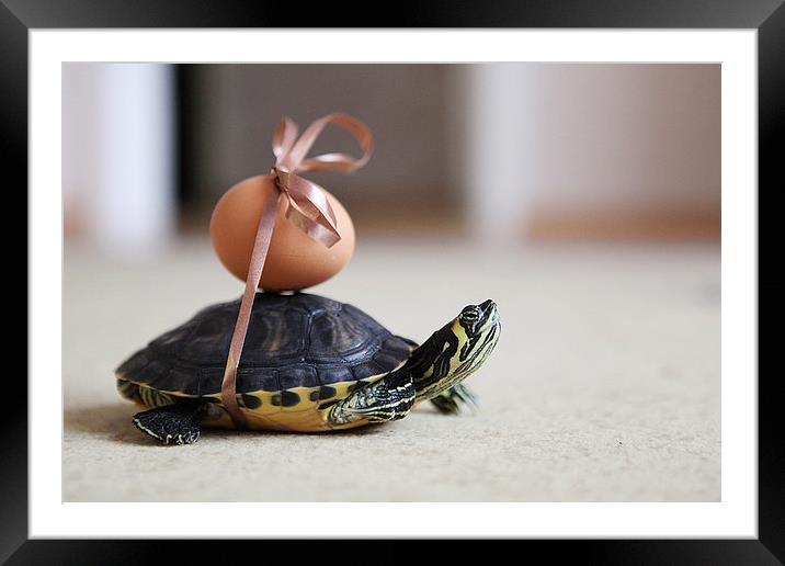  Easter turtle Framed Mounted Print by Tomas Pikturna