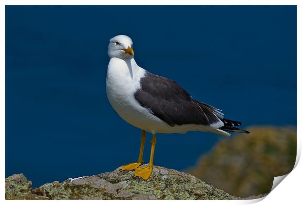 Great Black-Backed Gull Print by Mark Robson