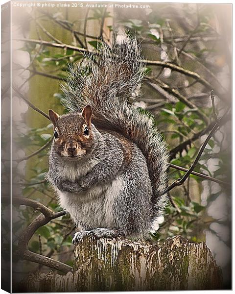  Grey Squirrel on Tree Stump Canvas Print by philip clarke