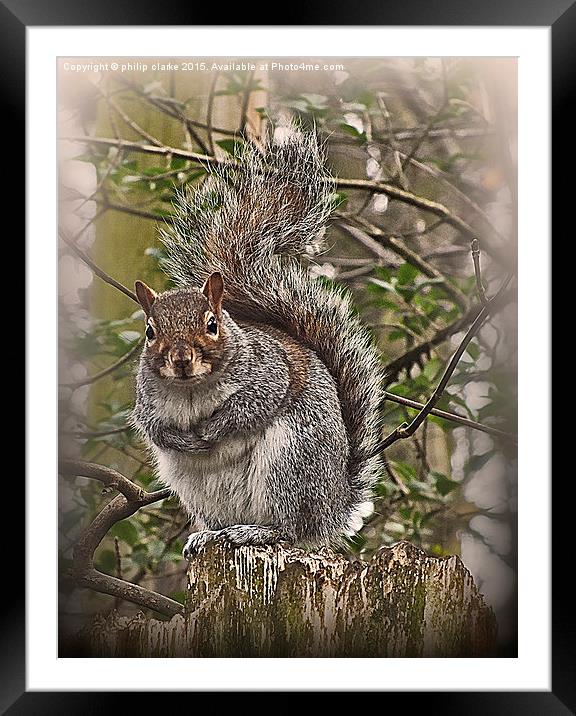  Grey Squirrel on Tree Stump Framed Mounted Print by philip clarke
