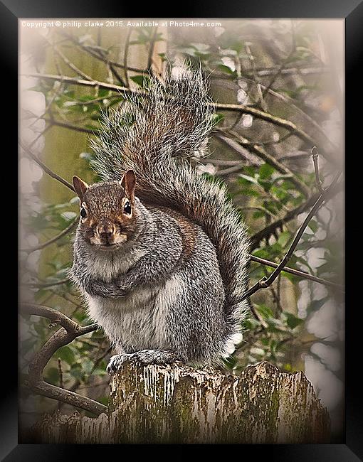  Grey Squirrel on Tree Stump Framed Print by philip clarke