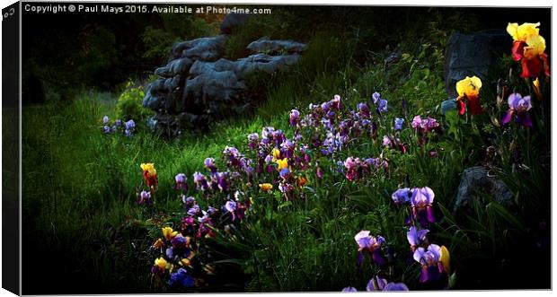  Field of Iris Canvas Print by Paul Mays