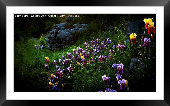  Field of Iris Framed Mounted Print by Paul Mays