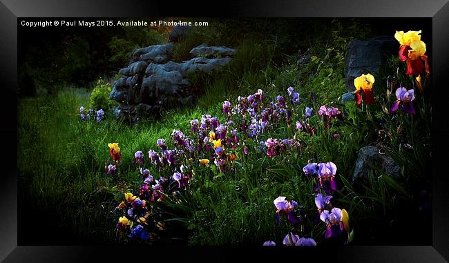  Field of Iris Framed Print by Paul Mays