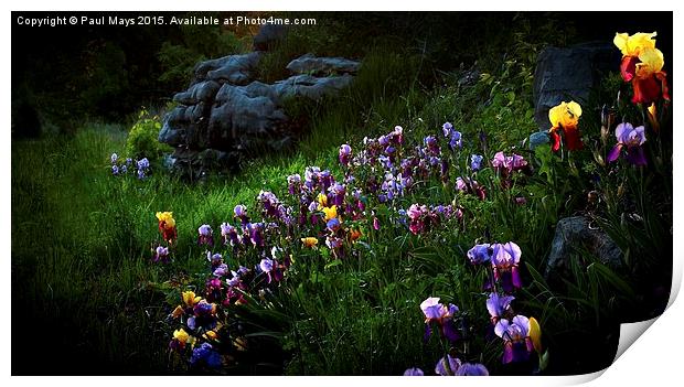  Field of Iris Print by Paul Mays