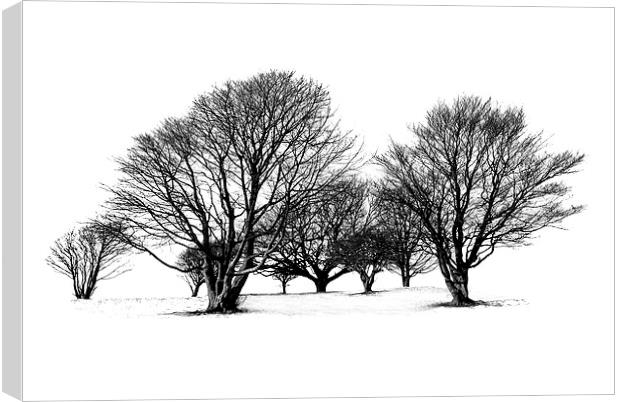Cissbury Trees Canvas Print by Malcolm McHugh