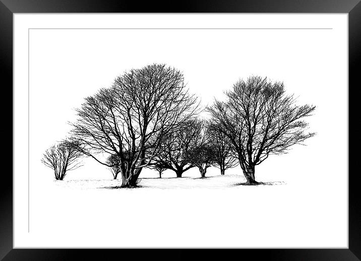 Cissbury Trees Framed Mounted Print by Malcolm McHugh