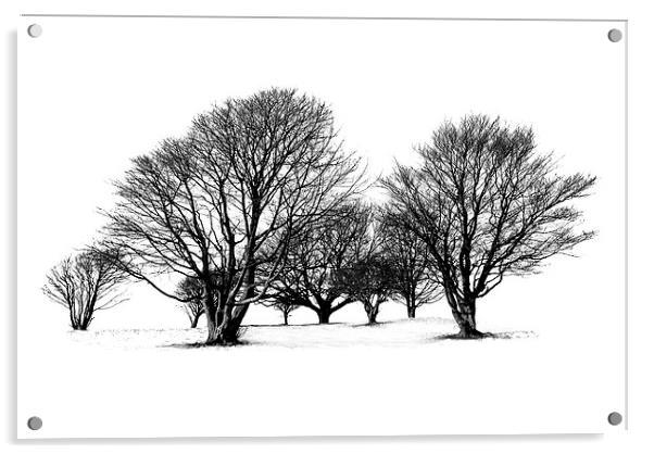 Cissbury Trees Acrylic by Malcolm McHugh