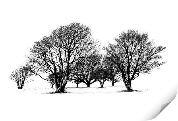 Cissbury Trees Print by Malcolm McHugh