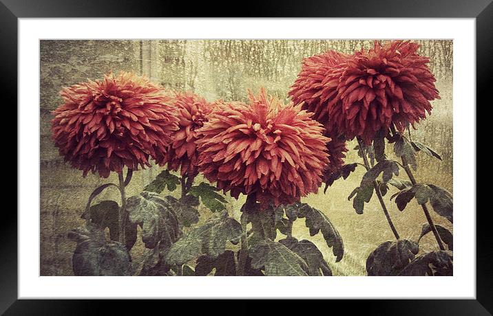  rainy day in the glasshouse Framed Mounted Print by Heather Newton