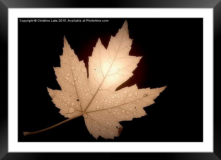  Leaf Framed Mounted Print by Christine Lake