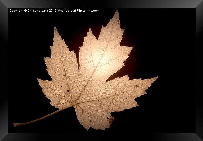  Leaf Framed Print by Christine Lake