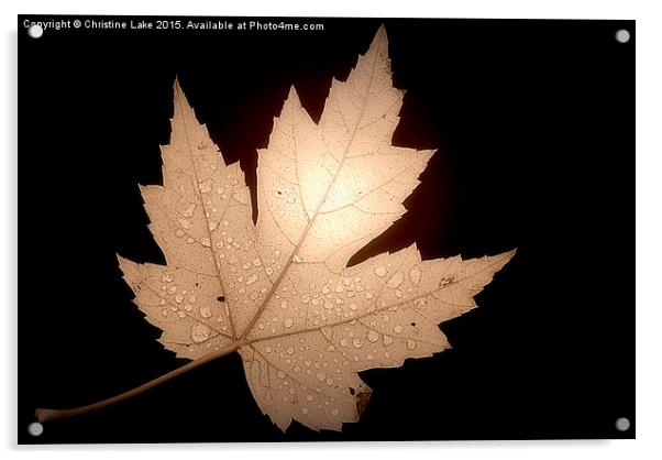  Leaf Acrylic by Christine Lake
