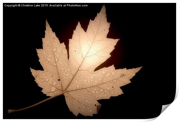  Leaf Print by Christine Lake