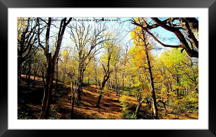A nice view of OLANG jungle, Framed Mounted Print by Ali asghar Mazinanian