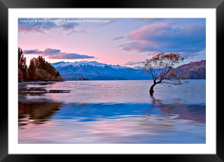  Late afternoon at Lake Wanaka Framed Mounted Print by Sheila Smart