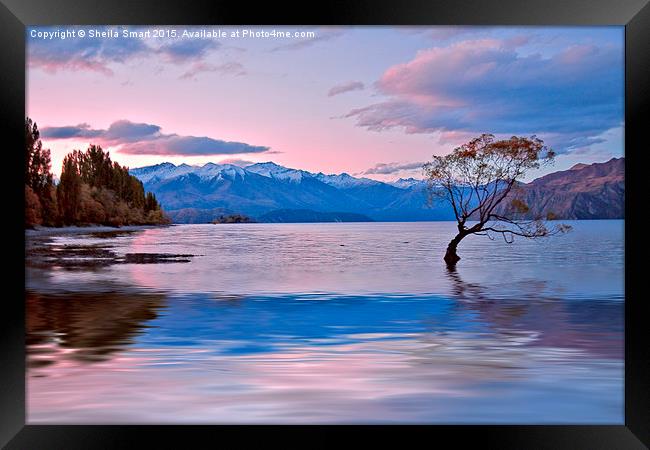  Late afternoon at Lake Wanaka Framed Print by Sheila Smart