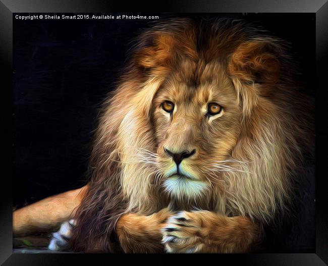 Magnificent lion Framed Print by Sheila Smart
