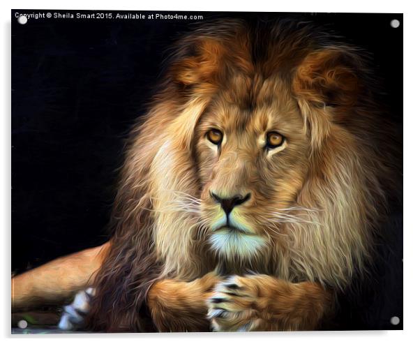 Magnificent lion Acrylic by Sheila Smart