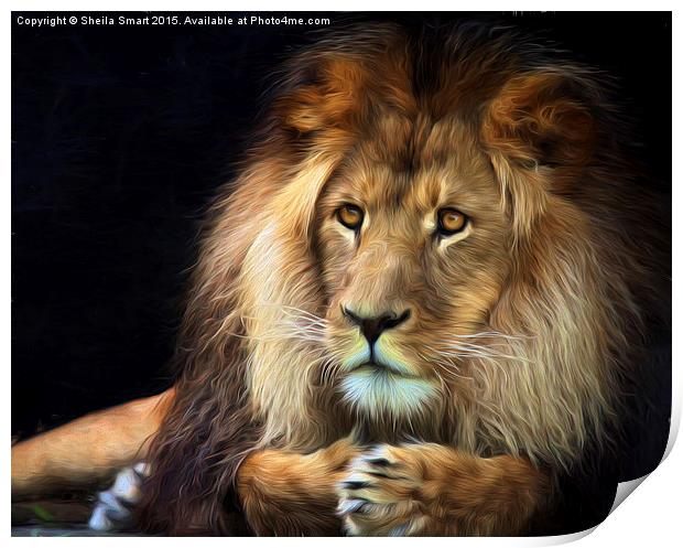 Magnificent lion Print by Sheila Smart