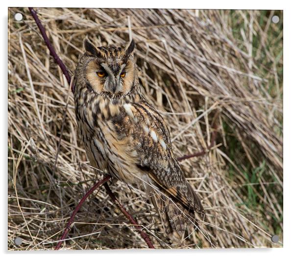  Long Eared Owl. Acrylic by Don Davis