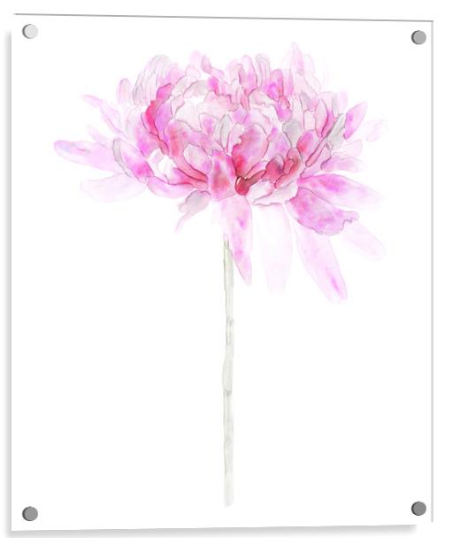 Pink Watercolor Flower Single Stem Isolated on Whi Acrylic by Tanya Hall