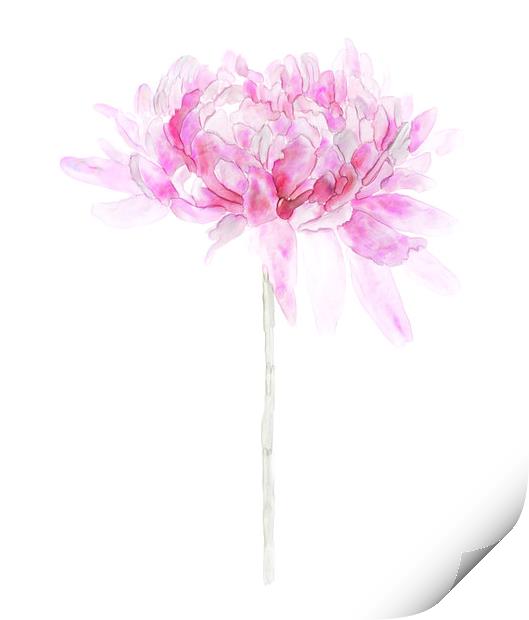 Pink Watercolor Flower Single Stem Isolated on Whi Print by Tanya Hall