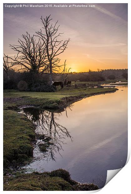 Mill Lawn Brook at Sunrise  Print by Phil Wareham
