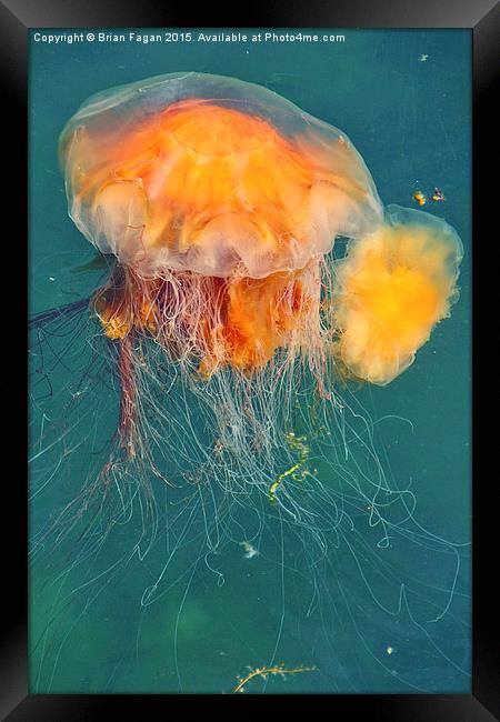  Jellyfish Framed Print by Brian Fagan