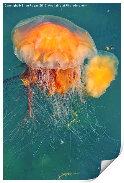  Jellyfish Print by Brian Fagan