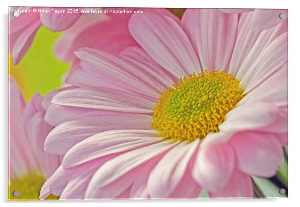 Pink  Flower Acrylic by Brian Fagan