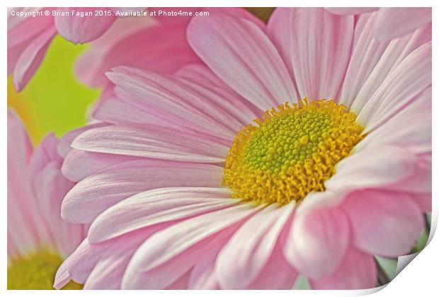 Pink  Flower Print by Brian Fagan