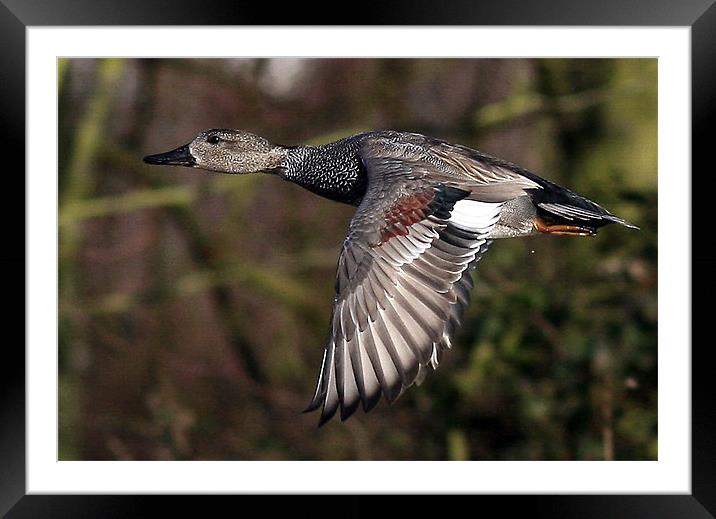 Passed With Flying Colours Framed Mounted Print by Trevor White