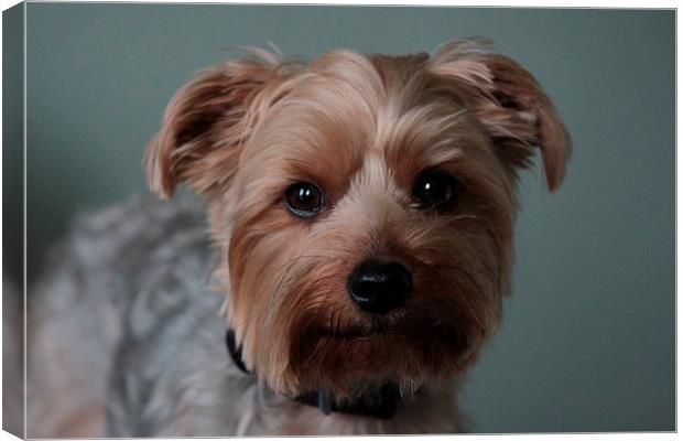 cute looking yorkie Canvas Print by mark philpott