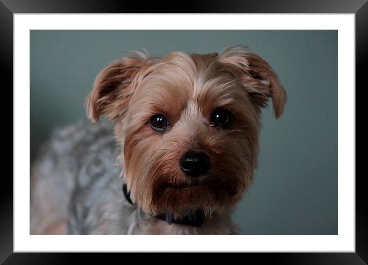  cute looking yorkie Framed Mounted Print by mark philpott