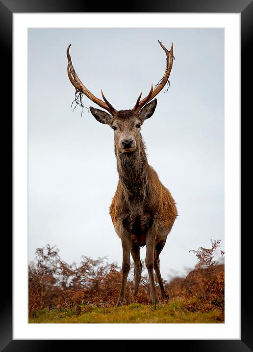    Red Deer Stag Framed Mounted Print by Macrae Images