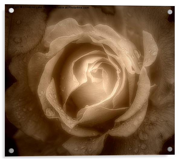  Raindrops on Roses 2 Acrylic by Christine Lake