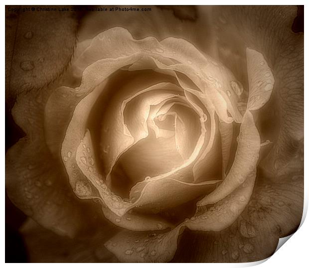  Raindrops on Roses 2 Print by Christine Lake
