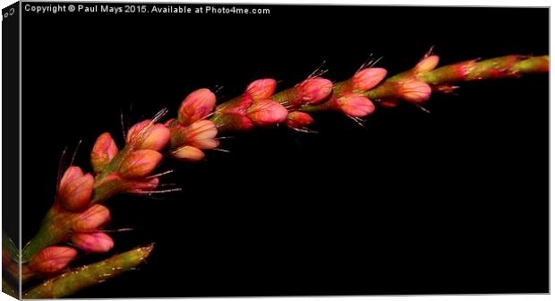 Wild Flower in Pink on Black Canvas Print by Paul Mays