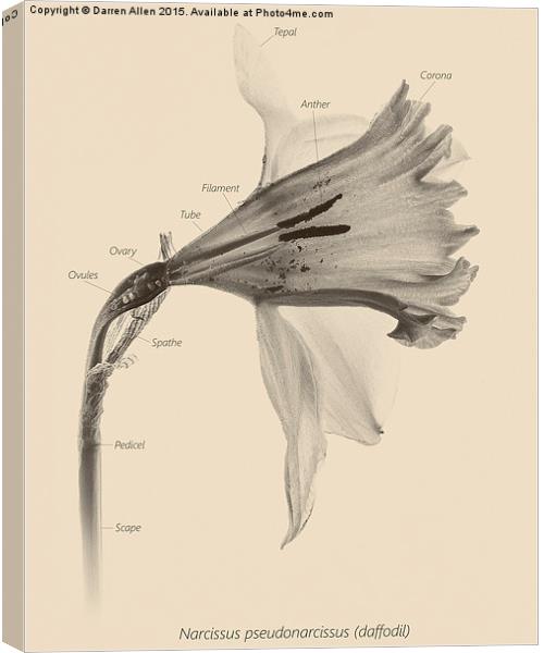  Daffodil Canvas Print by Darren Allen