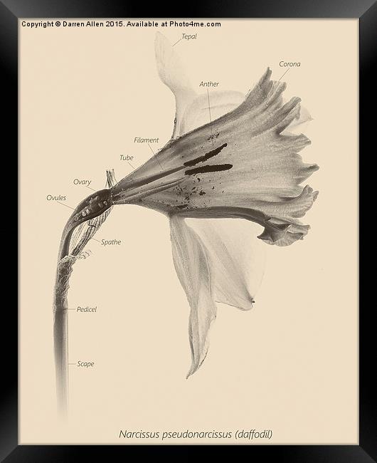  Daffodil Framed Print by Darren Allen